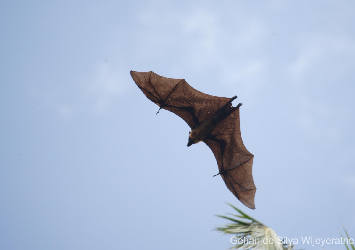 Pteropus giganteus Brunnich, 1782